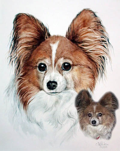 Ruthie ( Papillon ) -a senior Papillon girl who came from rescue to a loving home for her last years.